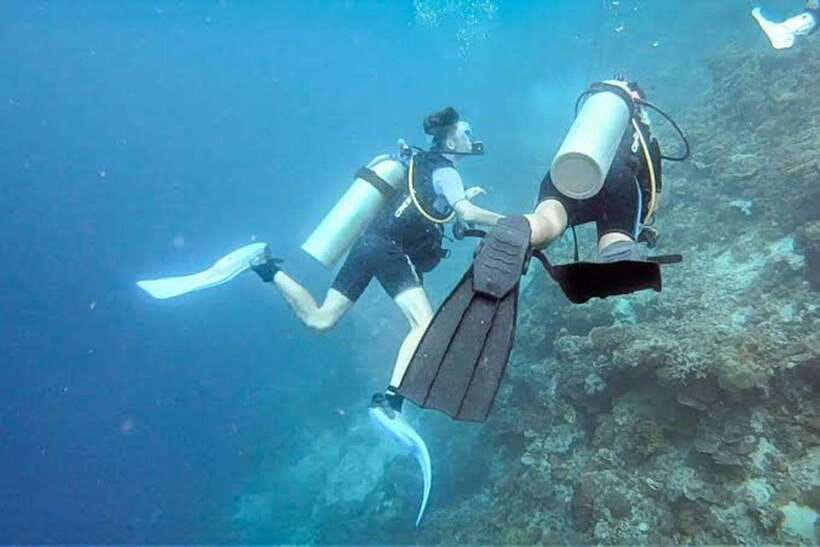 Cebu: Moalboal Scuba Diving, Sardines Run & Pescador Snorkel - Pescador Island brings coral and smaller fish