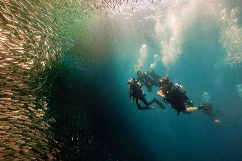 Cebu: Moalboal Scuba Diving, Sardines Run & Pescador Snorkel - The three-hour Moalboal water session