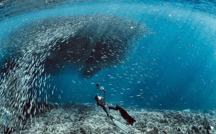 Cebu: Moalboal Scuba Diving with Sardines and Turtle Snorkel - Key points to know before booking