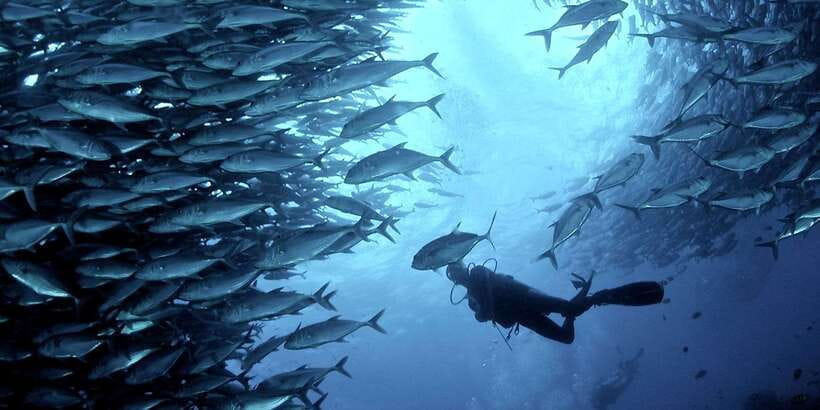 Cebu: Moalboal Scuba Diving with Sardines and Turtle Snorkel - Why Moalboal’s sardine run is the main event
