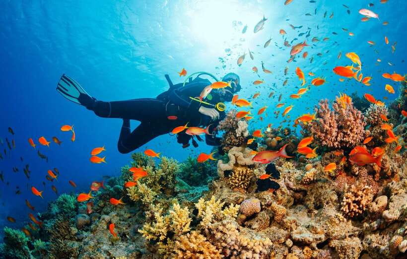 Cebu: Moalboal Scuba Diving with Sardines and Turtle Snorkel - Meeting the turtles in shallow water