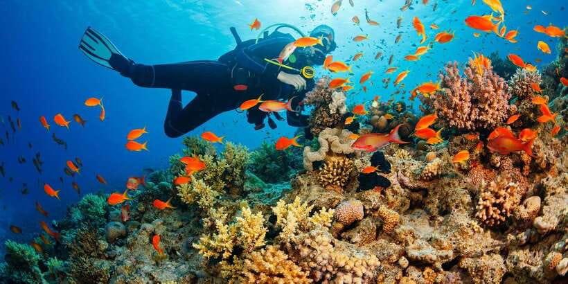 Cebu: Moalboal Scuba Diving with Sardines and Turtle Snorkel - The good and bad of private transportation