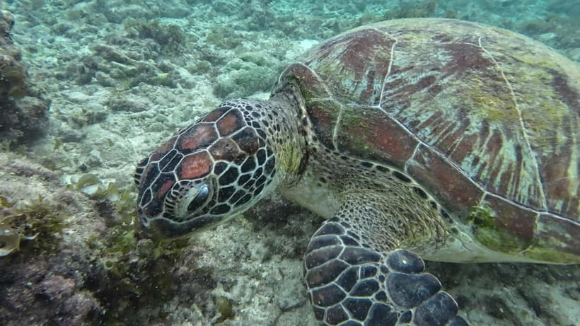 Cebu: Moalboal Snorkeling, Mantayupan Falls & ATV Adventure - The optional beach hour in Moalboal