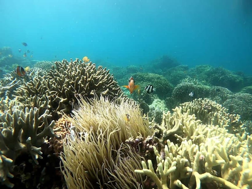 Cebu: Moalboal Snorkeling, Mantayupan Falls & ATV Adventure - What $117 actually buys you