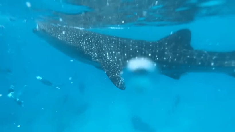 Cebu: Oslob Whale Shark and Moalboal Snorkeling Tour - Key points to know before booking
