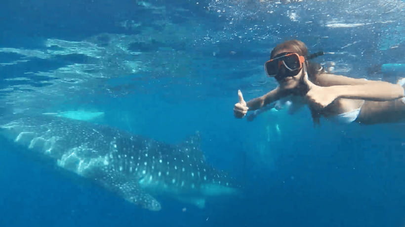 Cebu: Oslob Whale Shark and Moalboal Snorkeling Tour - Oslob whale sharks: thrilling, organized, and crowded