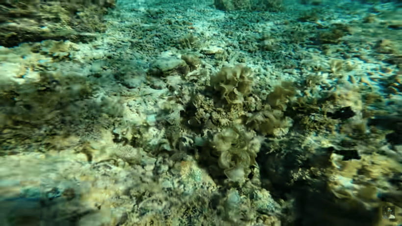 Cebu: Oslob Whale Shark and Moalboal Snorkeling Tour - Breakfast gives you a needed pause