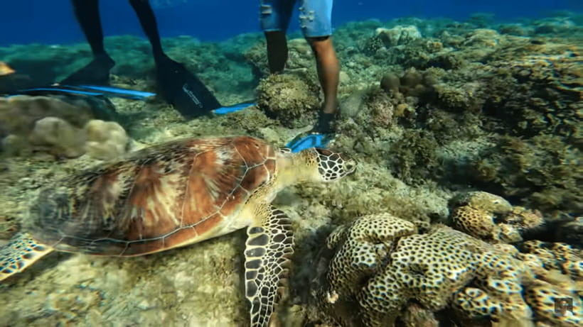 Cebu: Oslob Whale Shark and Moalboal Snorkeling Tour - Moalboal’s sardine run is the tour’s most natural moment