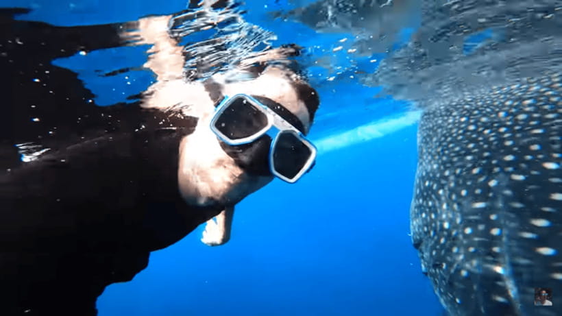 Cebu: Oslob Whale Shark and Moalboal Snorkeling Tour - Gear and guides can shape the water experience