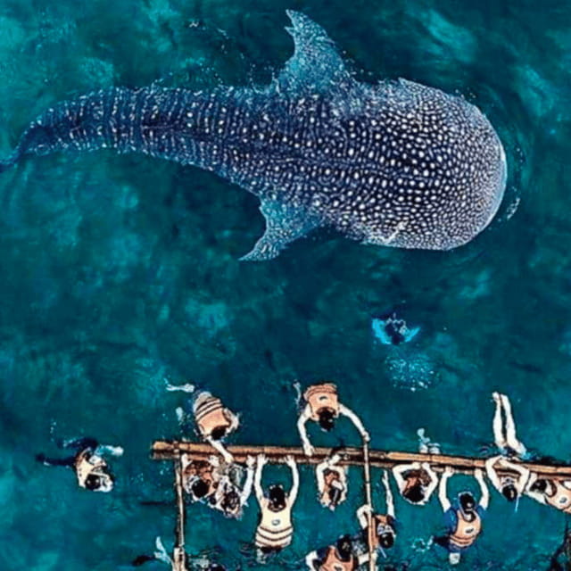 Cebu: Oslob Whale Shark, Sumilon, Ruins, Simala Church - Key points to know before booking
