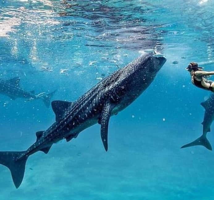 Cebu: Oslob Whale Shark Swim and Sumilon Island Day Tour - What the $94 price really covers