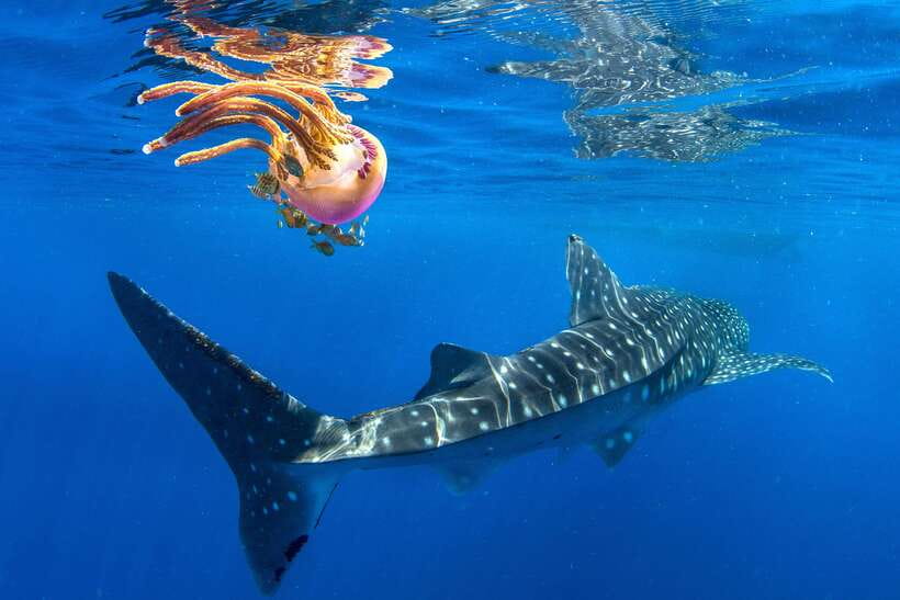 Cebu: Oslob Whale Shark Swim and Sumilon Island Day Tour - The 2 to 3 AM pickup sets the tone