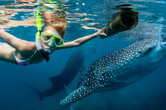 Cebu: Oslob Whale Shark Swimming and Kawasan Falls Canyoneering - From Oslob to Badian, The Day Gets Harder