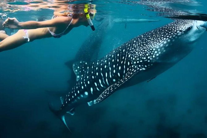 Cebu: Oslob Whale Shark Swimming and Kawasan Falls Canyoneering - Cliff Jumps, River Pools, and the Optional Zipline