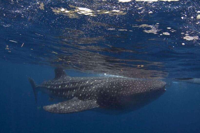 Cebu: Oslob Whale Shark Swimming and Tumalog Falls Tour - Key Points To Know Before Booking