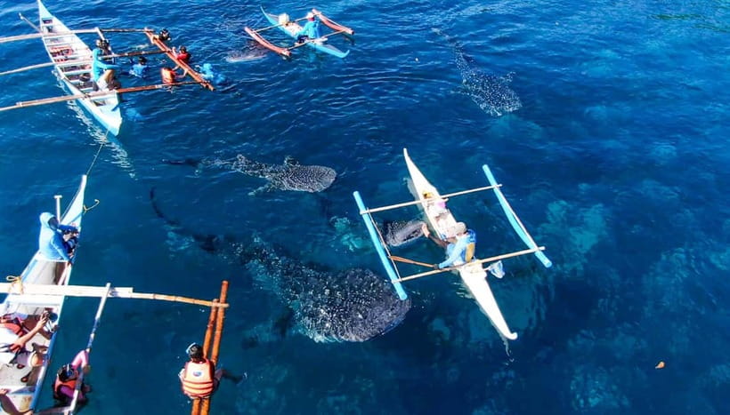 Cebu: Oslob Whale Shark Swimming and Tumalog Falls Tour - Breakfast In Oslob, Then The Whale Shark Queue