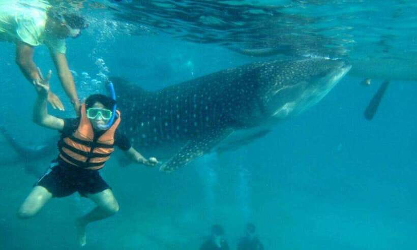 Cebu: Oslob Whale Shark Swimming and Tumalog Falls Tour - Tumalog Falls Brings A Cooler Second Act