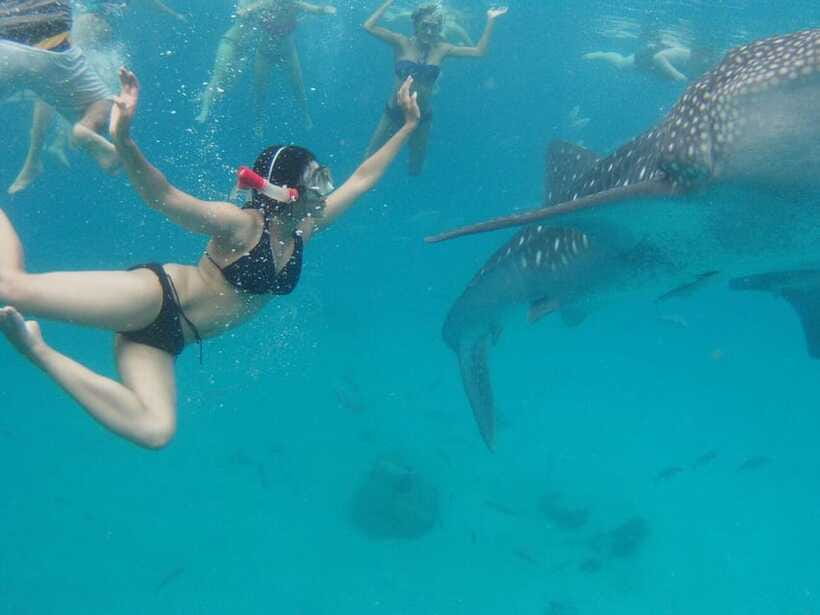 Cebu: Oslob Whale Shark Swimming and Tumalog Falls Tour - Is $79 Good Value?