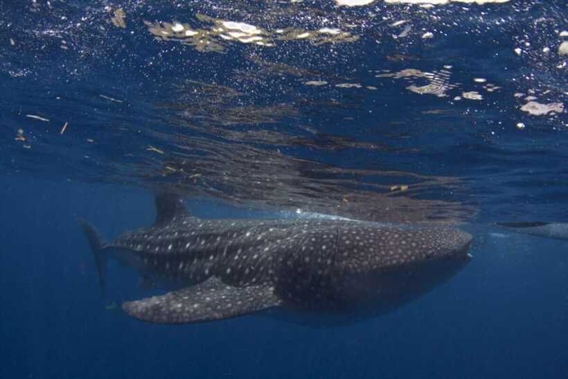 Cebu: Oslob Whale Shark Swimming and Tumalog Falls Tour - Who Will Enjoy This Most?