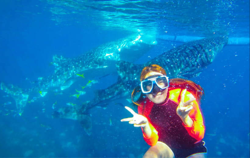 Cebu: Oslob Whale Shark Swimming and Tumalog Falls Tour - Should You Book The Oslob And Tumalog Falls Tour?