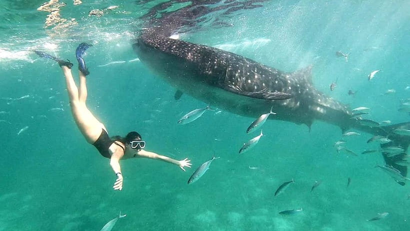 Cebu:Oslob Whale Shark Swimming & Kawasan Falls Canyoneering - The day’s essential details