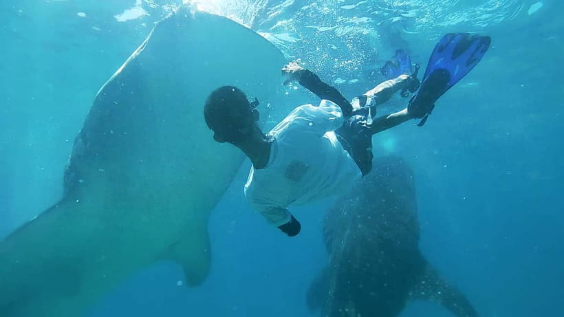 Cebu:Oslob Whale Shark Swimming & Kawasan Falls Canyoneering - Why this Cebu day trip packs in so much