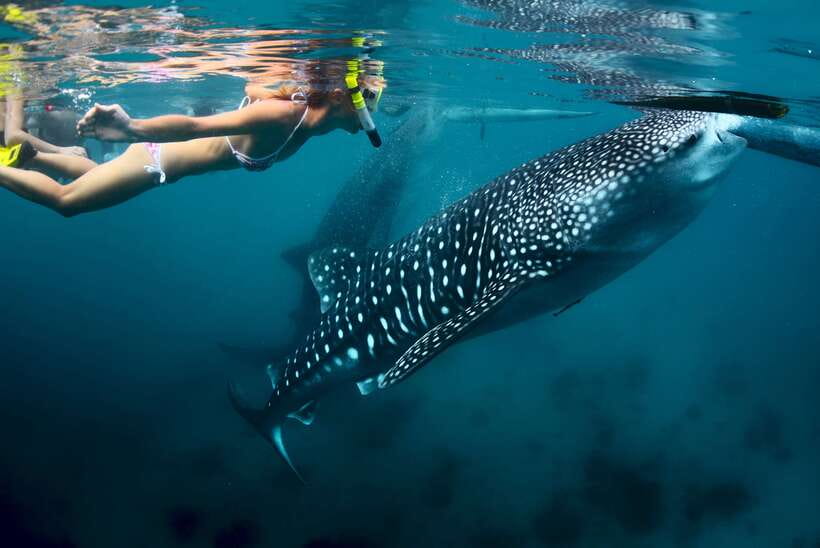 Cebu: Oslob Whale Shark Swimming - Breakfast and orientation before the boat