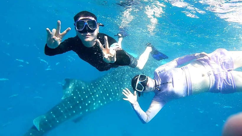 Cebu Oslob: Whale Shark Watching Experience - Key points to know before booking
