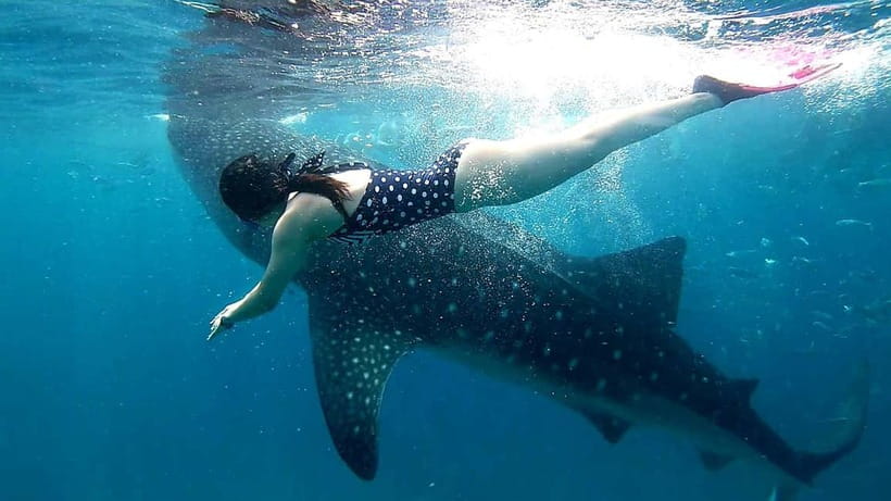 Cebu Oslob: Whale Shark Watching Experience - The early road to Oslob