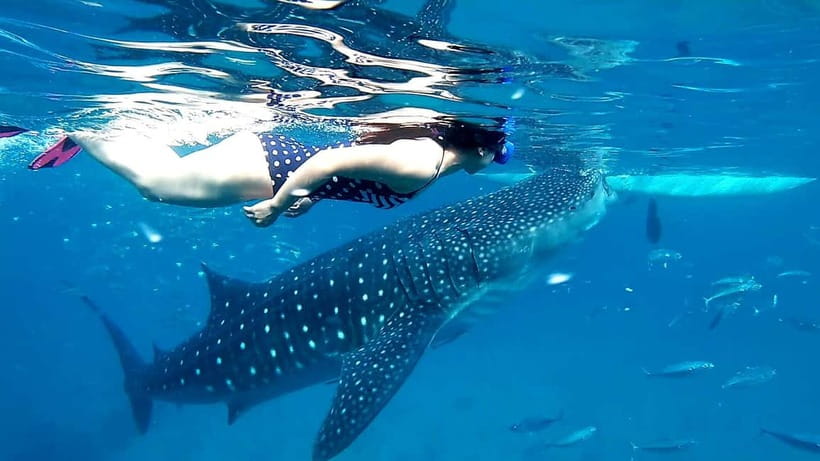 Cebu Oslob: Whale Shark Watching Experience - What the whale shark encounter feels like