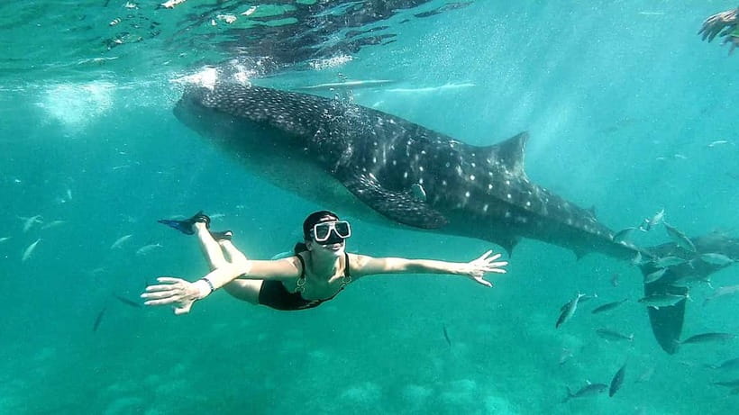 Cebu Oslob: Whale Shark Watching Experience - The crowd question you should take seriously