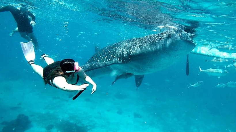 Cebu Oslob: Whale Shark Watching Experience - How the $86 price earns its keep