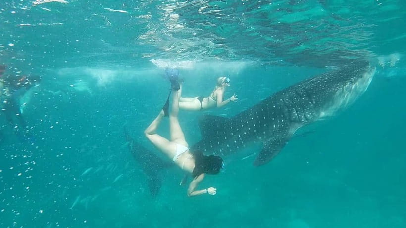 Cebu Oslob: Whale Shark Watching Experience - The drivers and guides make a difference