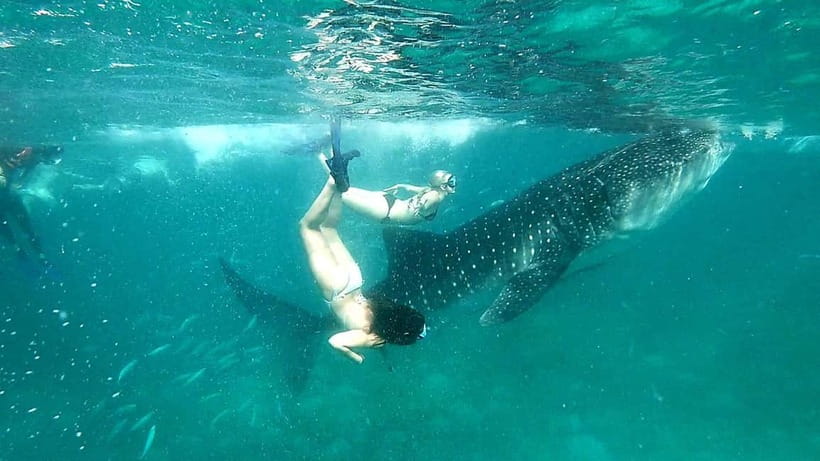 Cebu Oslob: Whale Shark Watching Experience - Should you book the Oslob whale shark tour?