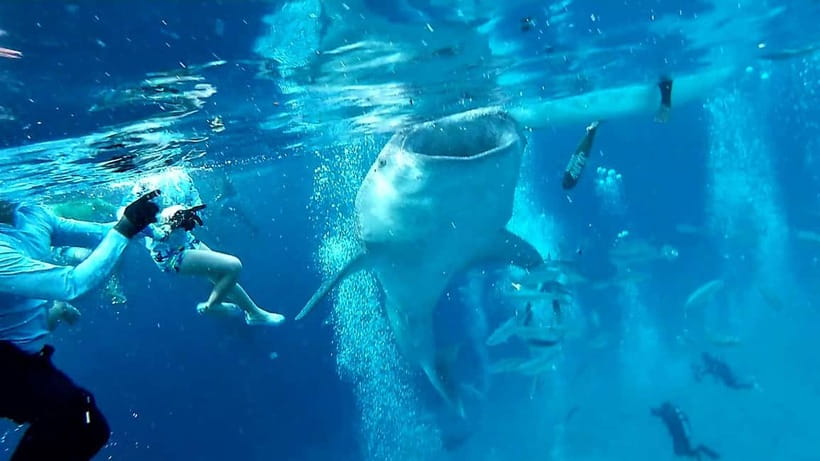 Cebu Oslob: Whale Shark Watching Experience - Arriving at the whale shark area