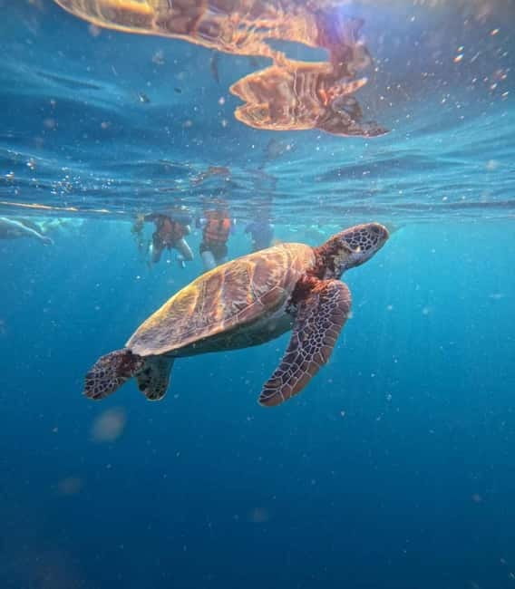 Cebu: Oslob Whale Sharks, Moalboal Sardine Run & Turtles - Key details before you book