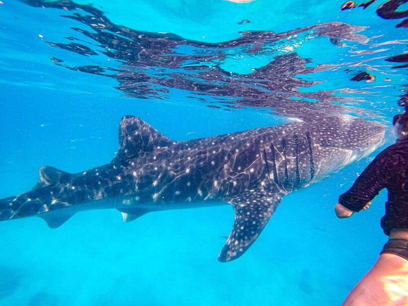 Cebu: Oslob Whale Sharks, Moalboal Sardine Run & Turtles - Oslob and the whale shark encounter