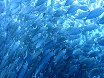Oslob Whale Sharks, Moalboal Sardine Run & Turtles
