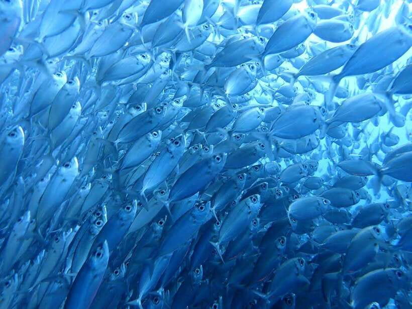 Cebu: Oslob Whale Sharks, Moalboal Sardine Run & Turtles - The 2:40 a.m. start and the road south