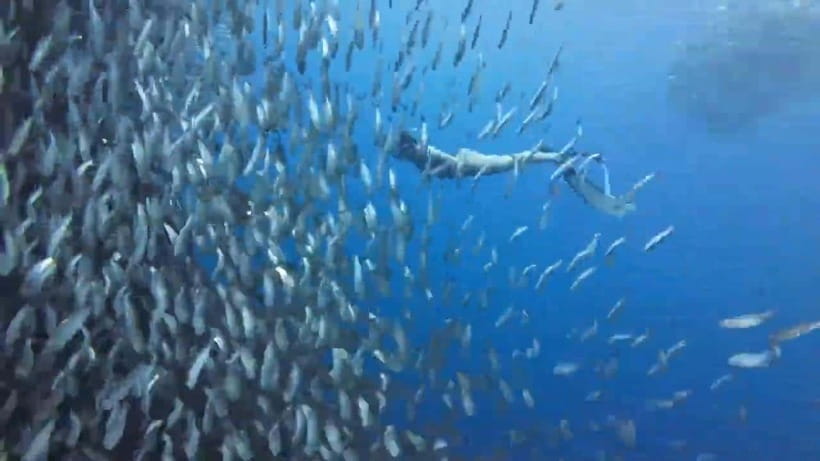 Cebu: Oslob Whale Sharks, Tumalog Falls & Sardine Snorkeling - Key things to know before booking