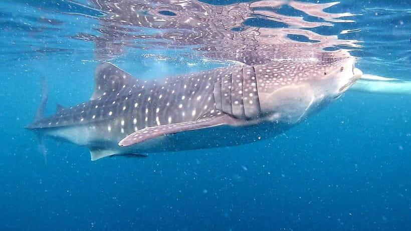 Cebu: Oslob Whale Sharks, Tumalog Falls & Sardine Snorkeling - Why this Cebu day trip is such a big day