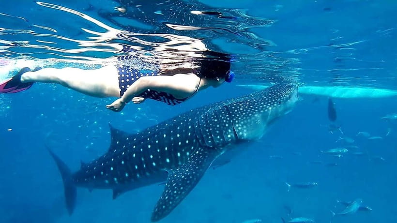 Cebu: Oslob Whale Sharks, Tumalog Falls & Sardine Snorkeling - Tumalog Falls brings a welcome change of pace