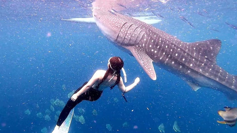 Cebu: Oslob Whale Sharks, Tumalog Falls & Sardine Snorkeling - Moalboal’s sardine run and turtle snorkeling