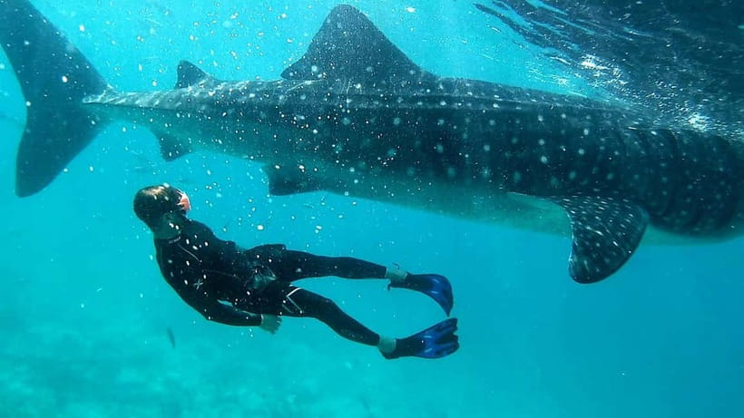 Cebu: Oslob Whale Sharks, Tumalog Falls & Sardine Snorkeling - Meals, equipment, and the small extras