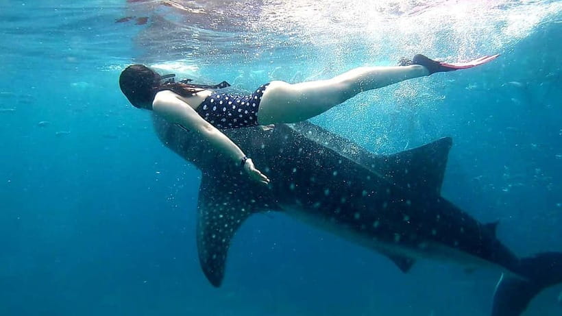 Cebu: Oslob Whale Sharks, Tumalog Falls & Sardine Snorkeling - Shared or private: which option works better?