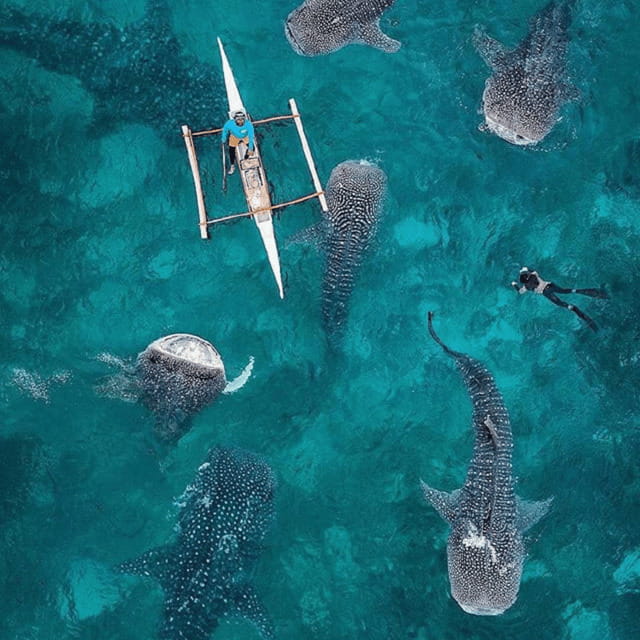 Cebu: Oslob Whaleshark Experience Shared Tour - Key points to know before booking