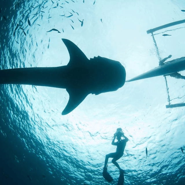 Cebu: Oslob Whaleshark Experience Shared Tour - Why the $76 price can make sense