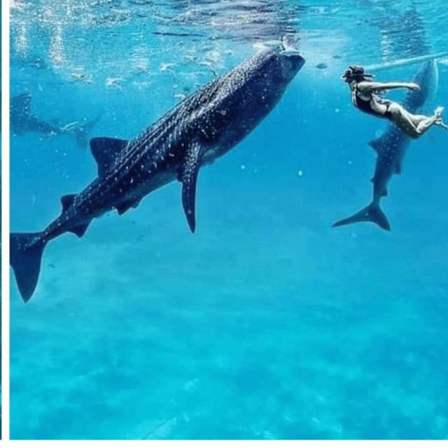 Cebu: Oslob Whaleshark Experience Shared Tour - Meeting Oslob’s whale sharks