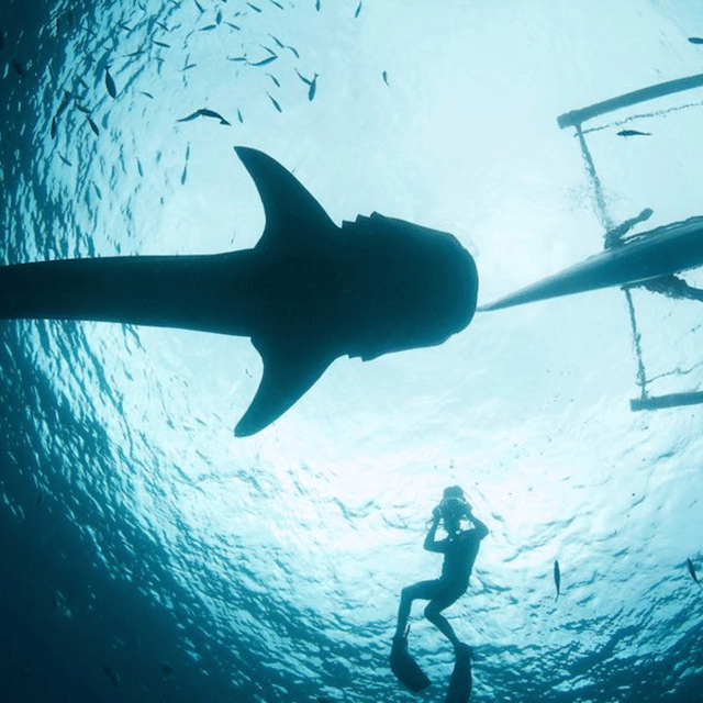 Cebu: Oslob Whaleshark Experience Shared Tour - A boat ride to Sumilon Island