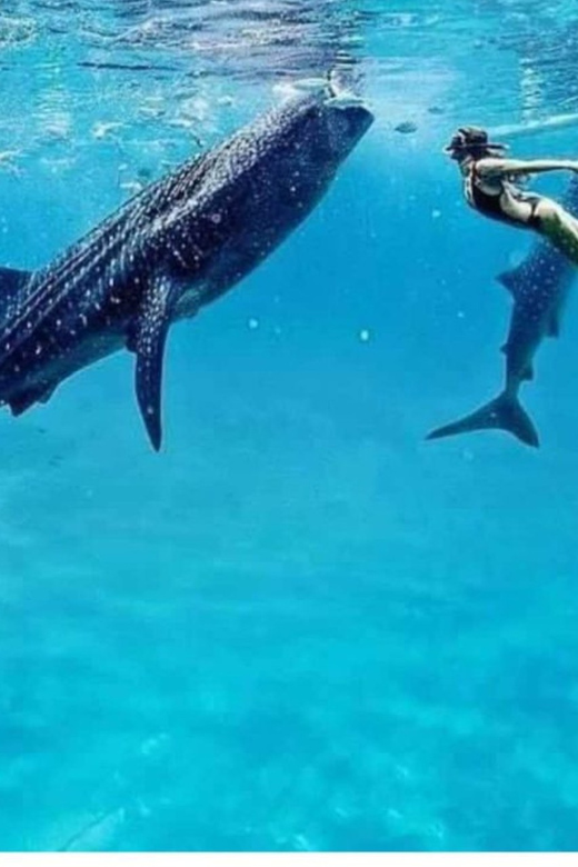 Cebu: Oslob Whaleshark Experience Shared Tour - Scenic stops, markets, and the return to Cebu